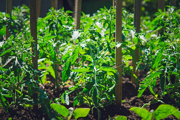 Bushes of tomatoes grow in the garden. Gardening, growing a tomato.