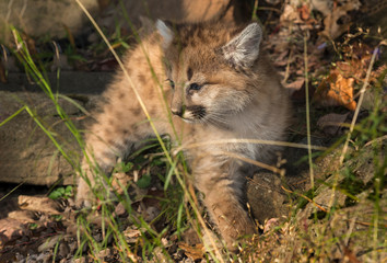Naklejka na ściany i meble Female Cougar Kitten (Puma concolor) in Grass