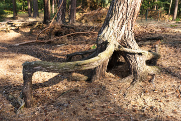 Old trees with abstract root on sandy forest ground