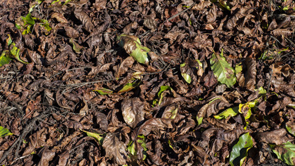 Dried leaves on the floor. Coffee plant leaves. Background image 