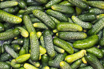 Cucumbers of small size lie in water. Soon the housewife will cook them for the winter