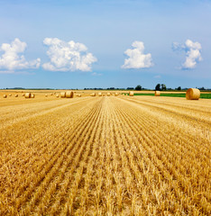 Fototapeta premium Yellow golden straw bales of hay in the stubble field, agricultural field under a blue sky with clouds