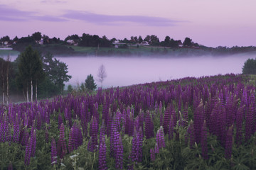 Fototapeta premium Fantastic purple view of the field of lupine flowers on the dawn
