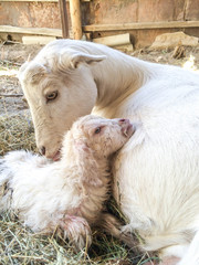 Naklejka premium Domesticated goat pet species of artiodactyls with a newborn baby goat white