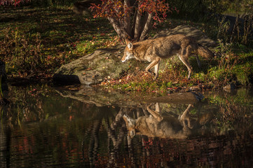 Obraz na płótnie Canvas Coyote (Canis latrans) Walks Left on Island