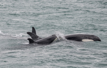 Fototapeta premium Orca Calf and Mom, Lodowa Cieśnina, Alaska