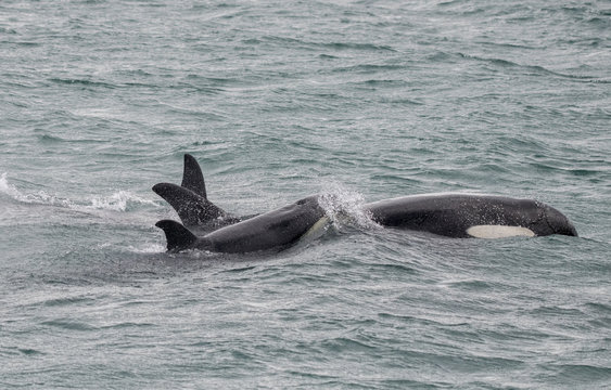 Orca Calf and Mom, icy Strait, Alaska