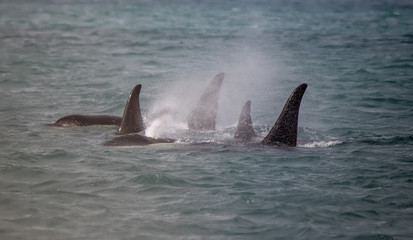Fototapeta premium Rodzina Orca, Icy Strait, Alaska