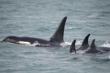 Naklejka premium Samiec Orca and Orca Family, Icy Strait, Alaska