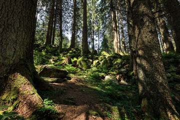 Schöner grüner Mooswald mit starkem Sonnenlicht  in den Kitzbühler Alpen, Österreich