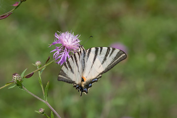 la farfalla prende il nettare del fiore