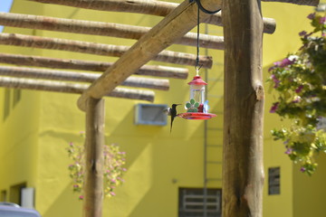 Hummingbird in the foreground