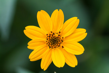 Bright Yellow daisy