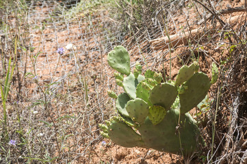 Wild cactus on sandy slope with loamy soil and safety net against landslide in sunny summer day