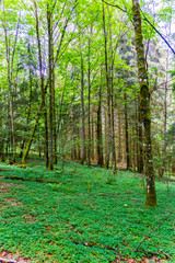 Germany, Tree trunks in green forest nature landscape