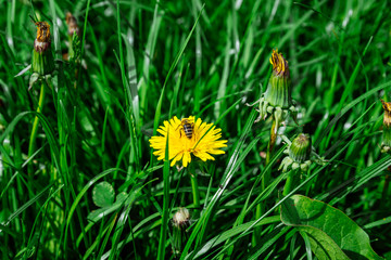 bee on yellow dandelion close up