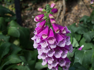 Pink Fox glove flower close up view