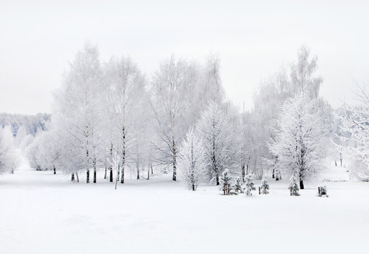 Winter nature, snow and snowy trees