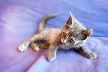 very small kitten sitting on a purple blanket.