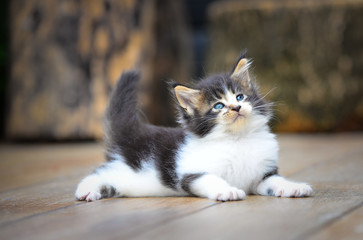 Close up of an adorable small black and white kitten sitting on a wooden floor back ground by green garden in daytime lighting. Blue eyes cat. Cutie cat outdoor park.