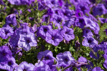 Fototapeten Stiefmütterchen Beautiful blue and purple pansies in garden. Spring flowers.  © Sarah