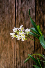 Aerides Lawrence Orchid on wood background