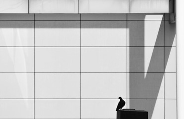 silhouette of alone pigeon on steel pole in the city - monochrome