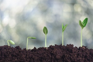 Growth of new life on  background