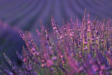 macro de brins de fleur de lavande, bokeh naturel