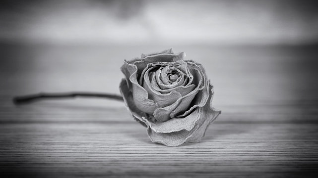 черно-белая открытка с цветами, сухие засохшие розы, увядание, утрата