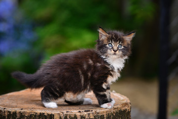 Close up a playful black ticked Maincoon kitten playing a toy on a wooden floor background by red flower and green plant. Brown ticked cat outdoor in evening time.