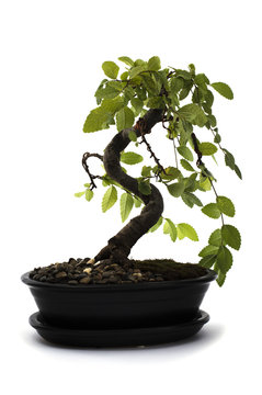 miniature bonsai tree Chinese elm on a white background. 