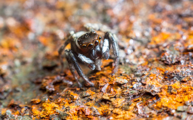 Macrophotography