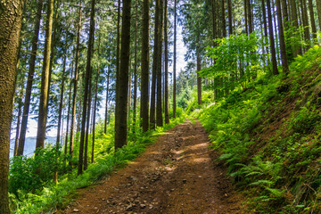 Fototapeta na wymiar Hiking track through green forest landscape in summer