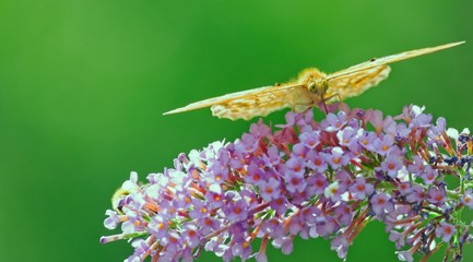 Primo piano di una farfalla che succhia il nettare da un fiore rosa e lilla. Lo sfondo verde lascia...