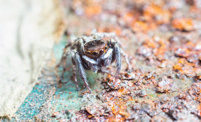 Macrophotography