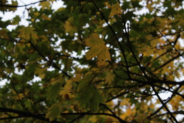 Trama foglie autunno giallo verde
