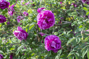the wild rose Bush with flowers, Yekaterinburg, 14.08.18