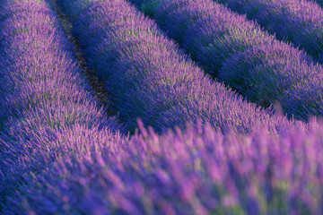 Perspective des rang de cultures d'un champ de lavande