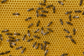 Work of bees inside hive. They convert nectar into honey.