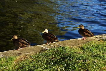 trzy kaczki odpoczywające nad brzegiem jeziora © Jacek