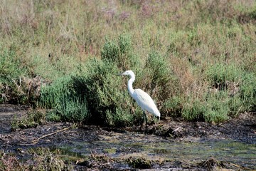 white stork in Antenal, Novigrad, Istria, Croatia