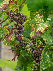 Grape pathology, Black Rot on grapevine and fruit caused by an ascomycetous fungus, Guignardia bidwelli.