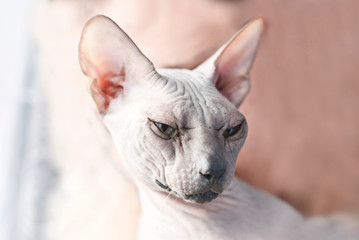 Portrait of beautiful Canadian Sphynx - Cute Cat