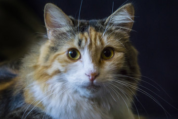 Young three-colored cat lying on the pillow