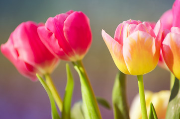 Pink tulip background