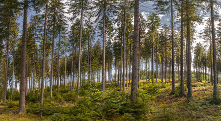 Waldlandschaft. Panorama. Beautiful forest landscape.