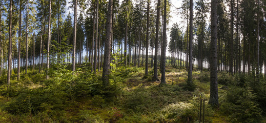 Waldlandschaft. Panorama. Beautiful forest landscape.