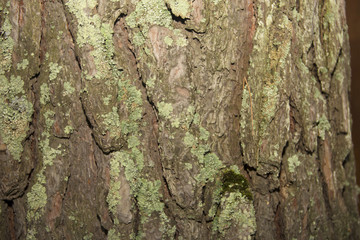 the texture of tree bark