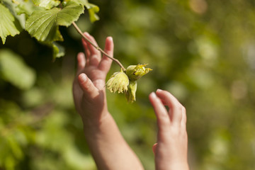 Fototapeta premium Kinderhand erntet Haselnuss. Kind. Child hands cropping hazelnut.